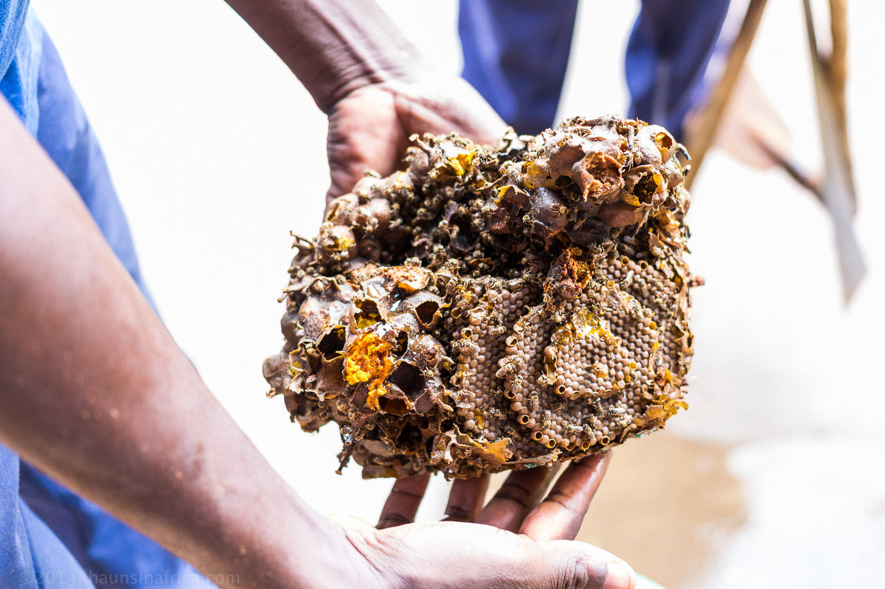 ground-bees-and-their-honey-the-hauns-in-africa